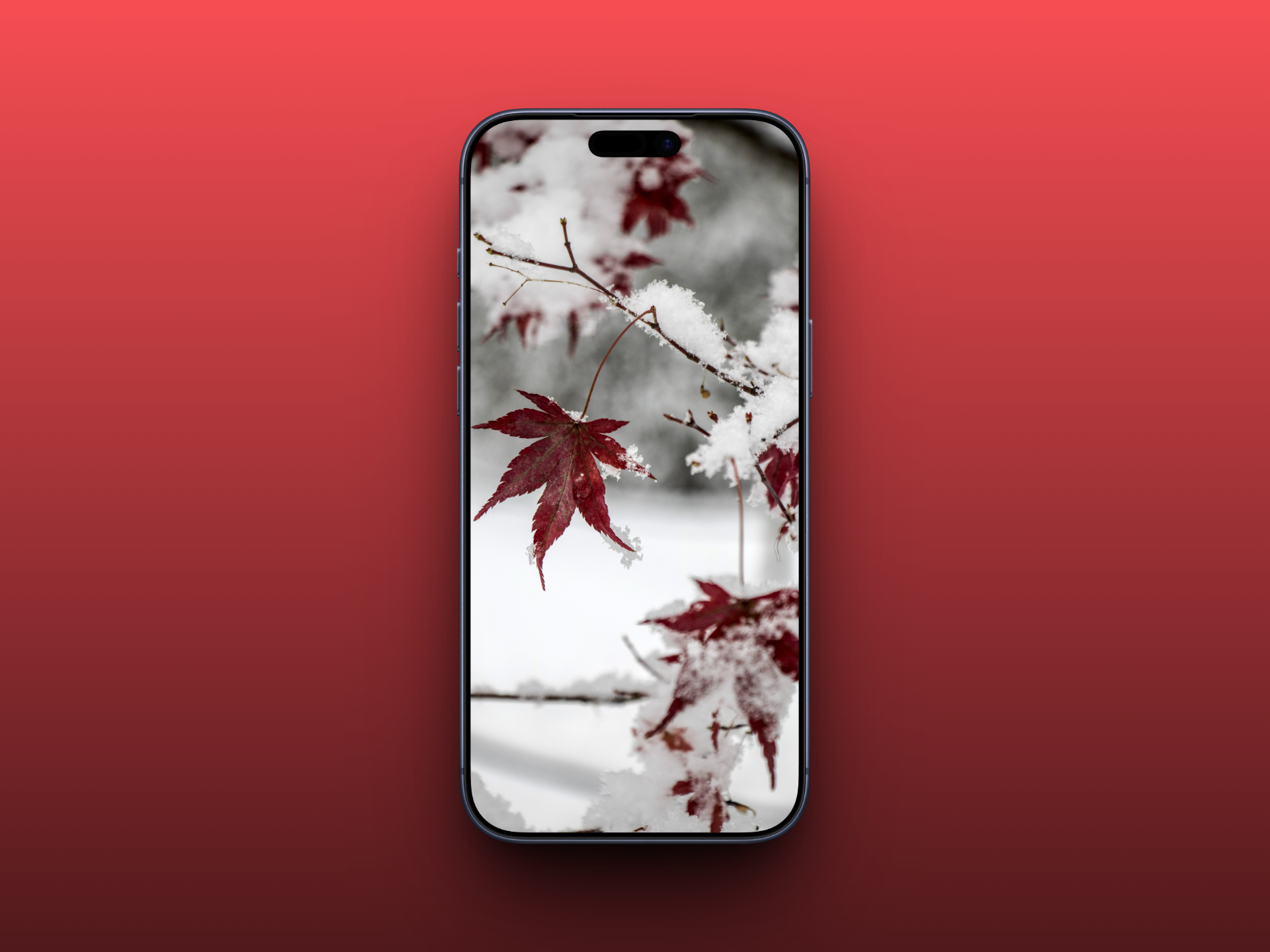 Red Maple Leaves in Snow