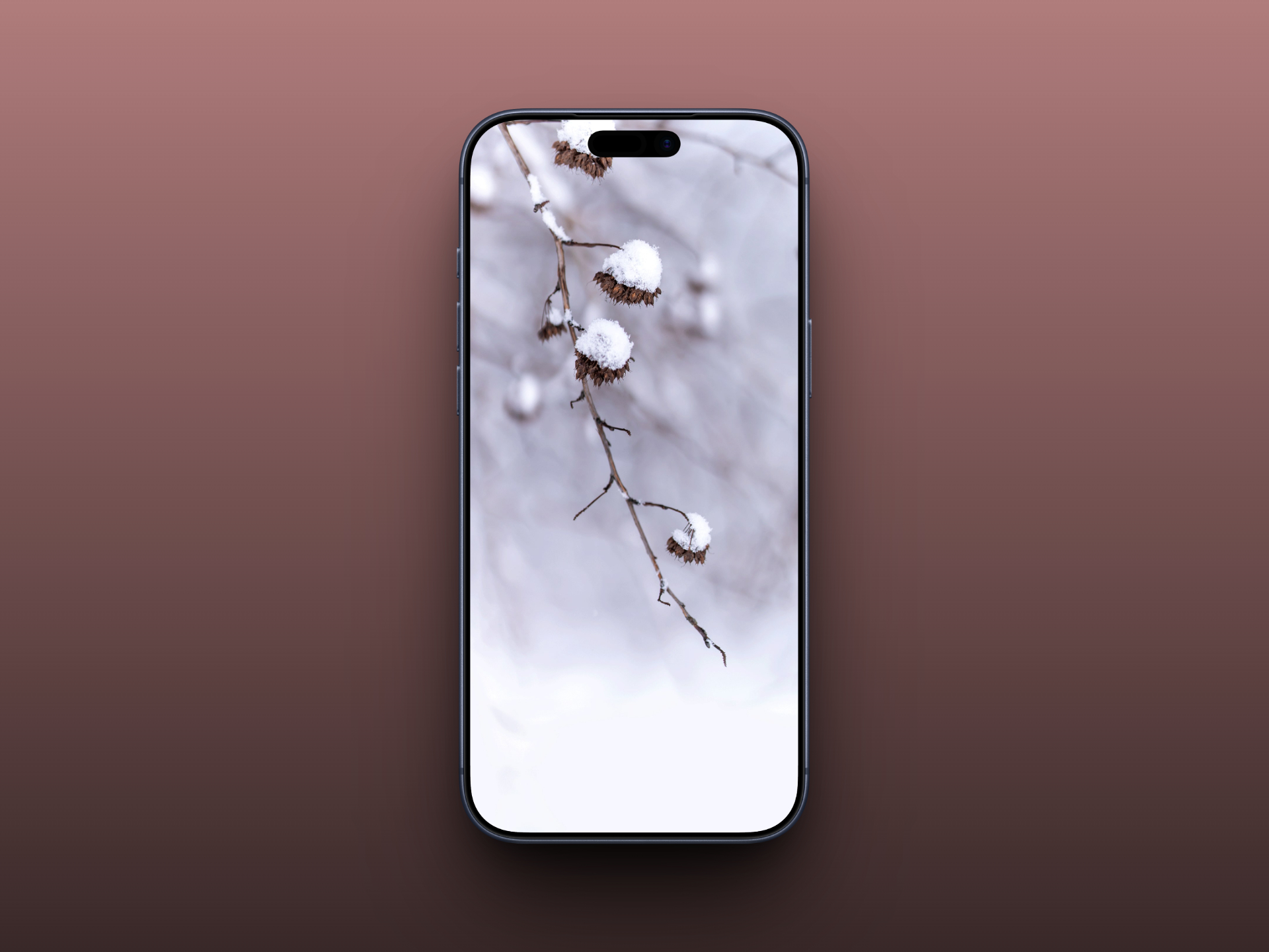 Snow-Dusted Branches